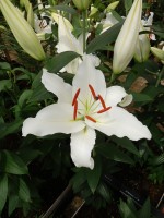 [5323 White Hero VWS No02.JPG]